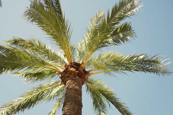 Palm Tree Removal Service