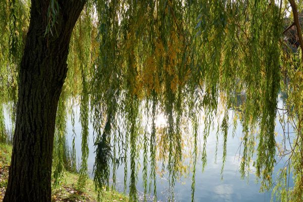 Cost of Willow Tree Removal in Kennesaw