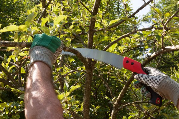 Cost of Elm Tree Removal in Kennesaw