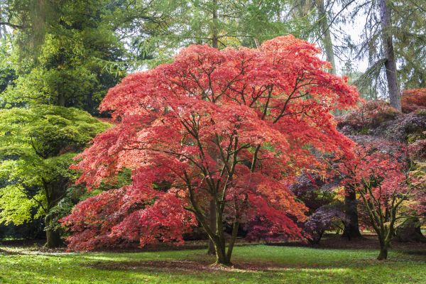Cost of Maple Tree Removal in Kennesaw