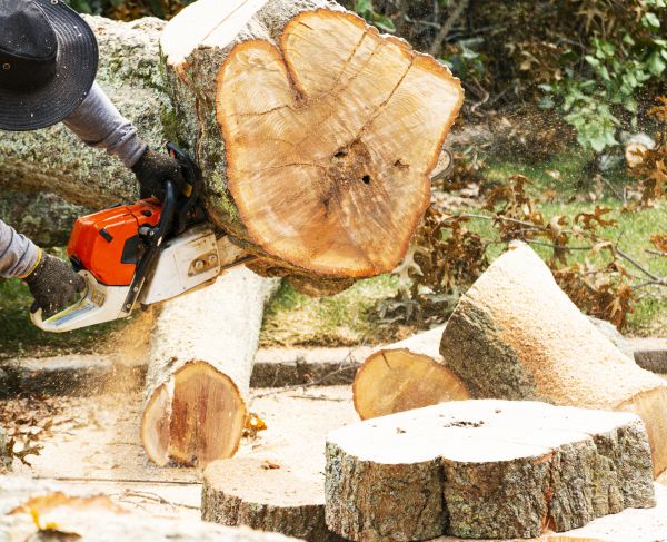 Cost of Tree Removal Service in Kennesaw