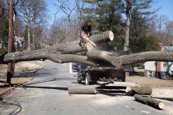 Cost of Residential Tree Removal in Kennesaw