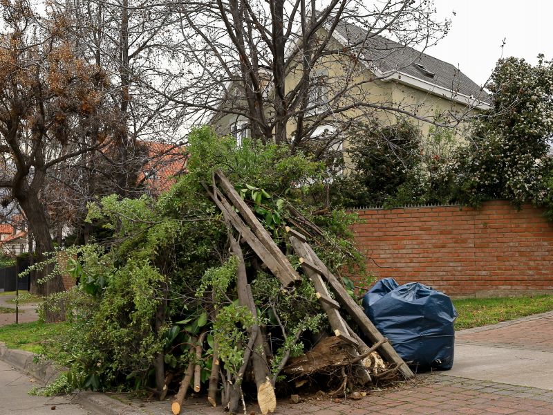 Fallen Tree Debris
