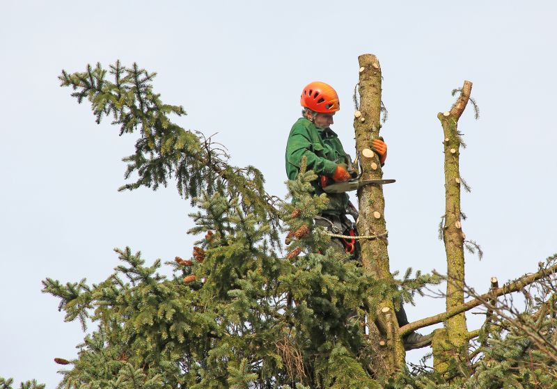 Professional Tree Removal