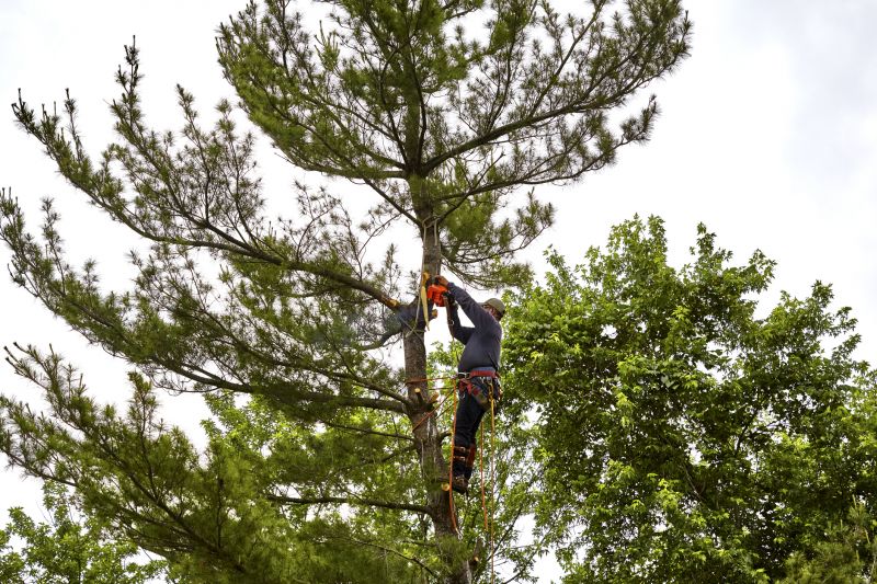 Tree Removal Safety