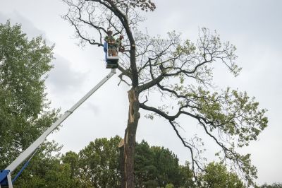 Spring Tree Removal Challenges