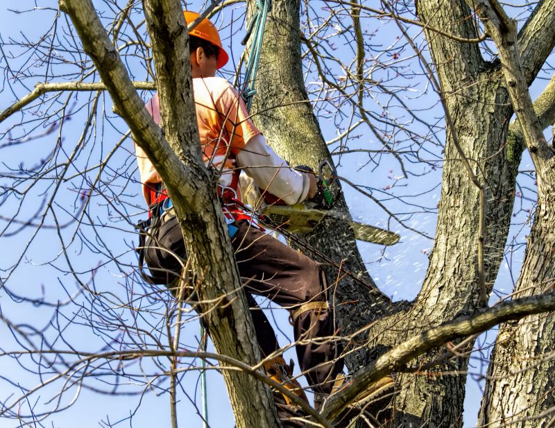 Summer Tree Removal Risks